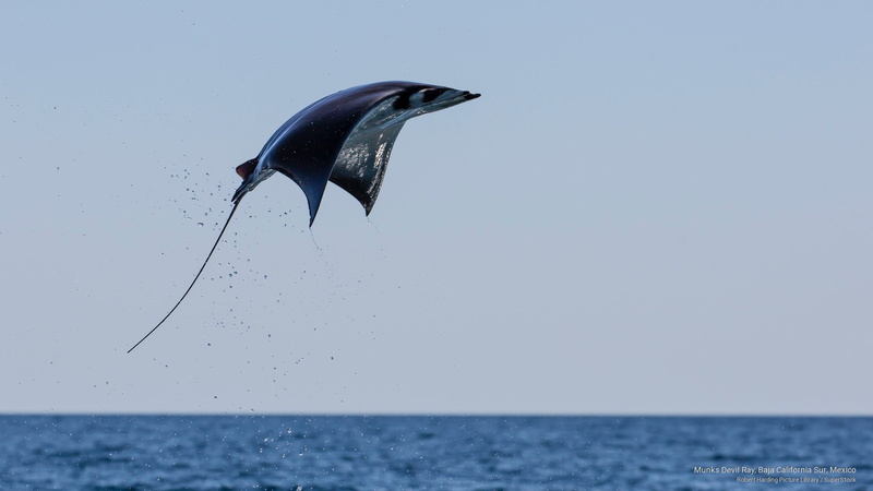 Ocean Life, 2K, mexico, devil, sur, california, ray, munks, baja