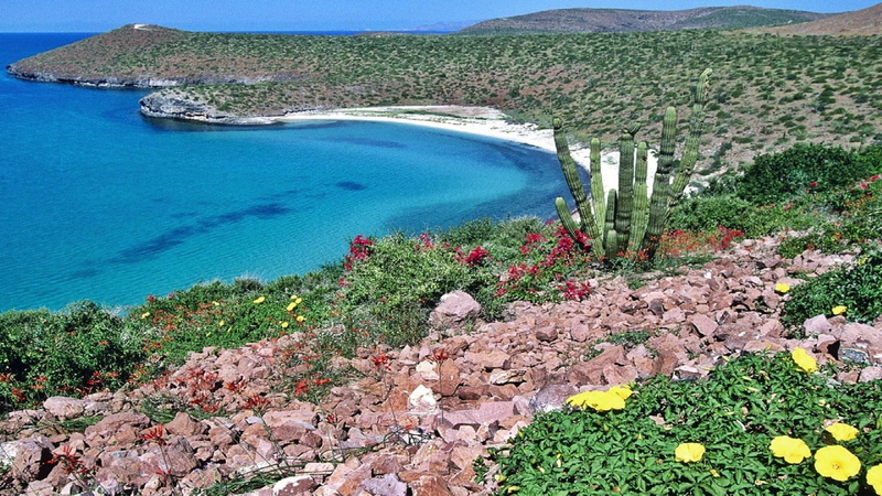 flowers, land, nature and landscape, california, beach, baja, rocks, nature, 1080P, ocean, water, coast, cactus
