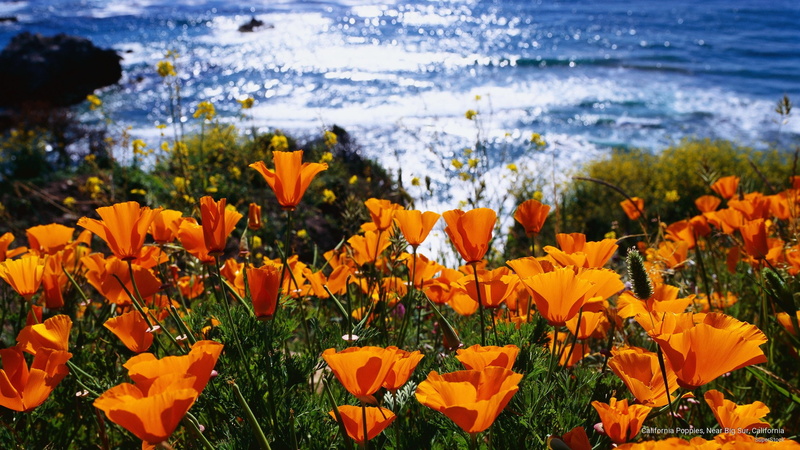 near, 2K, poppies, california, sur, big, Spring/Summer
