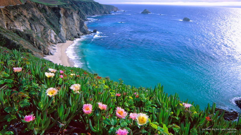 coast, california, Nature, sur, plant, ice, 2K, big
