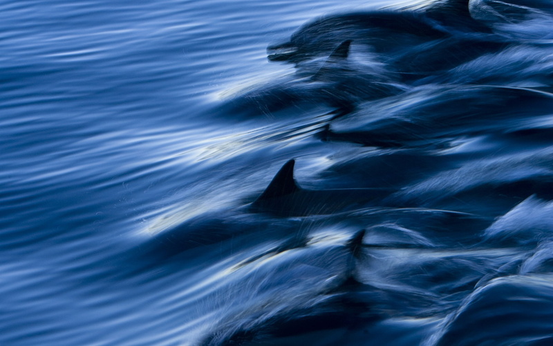 Mexico, long, nose, 1080P, Dolphins, Gulf, California