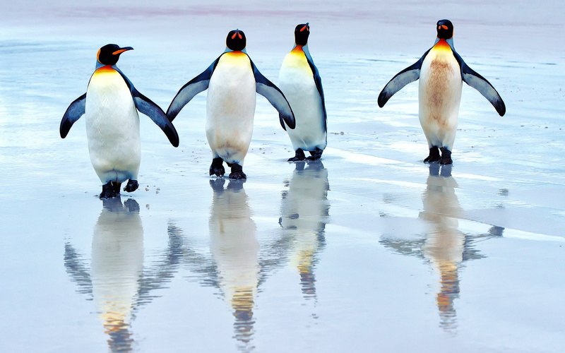 Sea, Walking, King, 1080P, Penguins, Beach