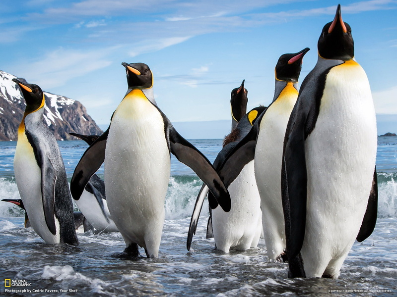 outdoors, national, animal, nature, island, beach, bird, penguin, cloud - sky, animals in the wild, water, geogra, emperor, georgia, sea, penguins, 1080P