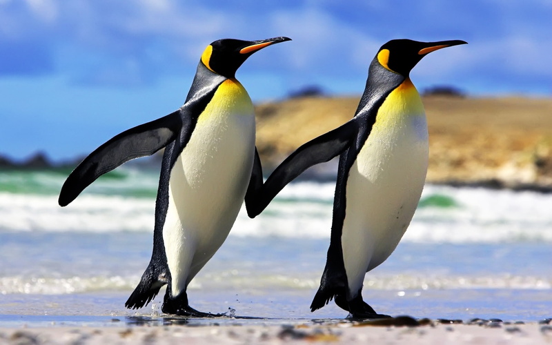 couple, penguins, 1080P, emperor
