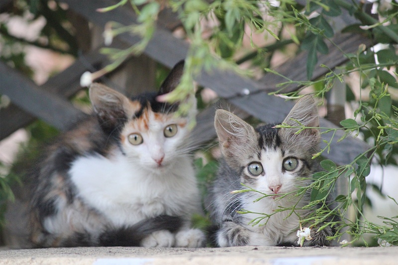 beautiful cats, 1080P, portrait, animal head, two animals, picture, vertebrate, no people, greece, domestic Cat, kitten, group of animals, cute, whisker