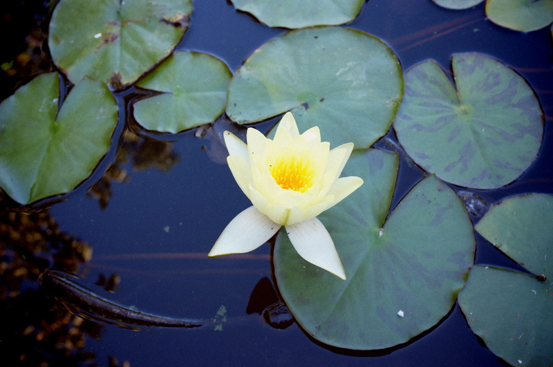 freshness, water, waterlily, lake, flower, outdoors, nature, floating, chios, leaf, growth, flowering plant, close-up, plant part, water lily, floating on water
