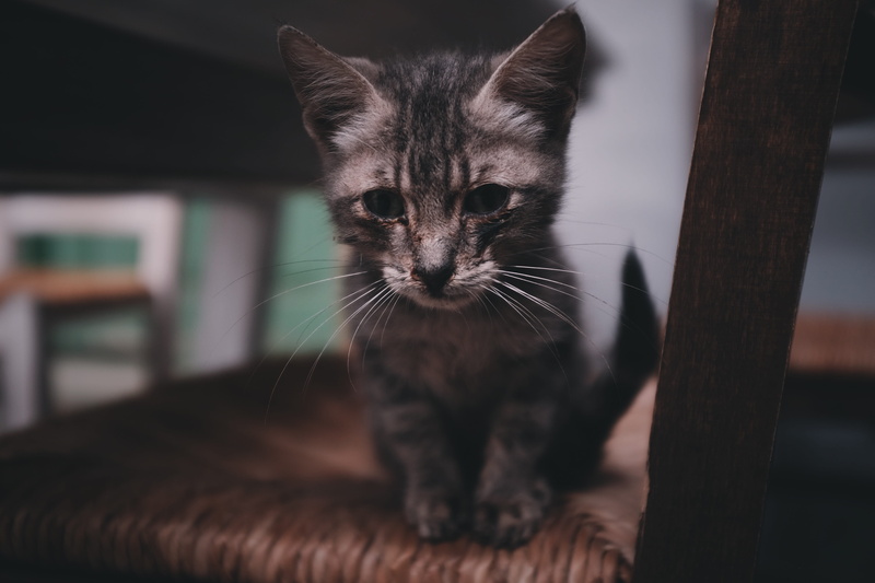 4K, manx, furniture, siamese, looking at camera, greece, feline, abyssinian, pet, pets, domestic cat, cat, focus on foreground, one animal, domestic animals