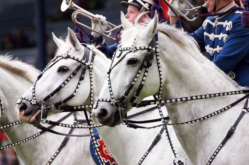obstacles, jump, vertebrate, show jumping, rap, hoof, livestock, fuchs, bridle, tournament, sport, obstacle course, day, horses, obstacle, horse, white color