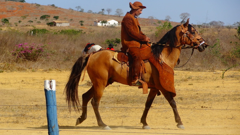 activity, caatinga, dry, horse, outdoors, 1080P, horse racing, animal wildlife, ride, herbivorous, domestic, land, real people, northeast brazil, cracked earth