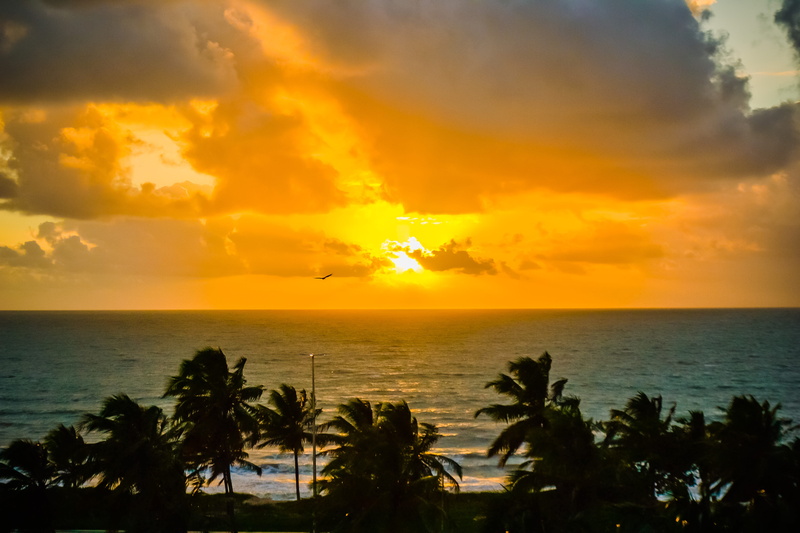 sunlight, palm trees, northeast, brazil, outdoors, cloud - sky, beauty in nature, sand, tranquil scene, morning, ocean, golden sun, horizon, beach, cabedelo
