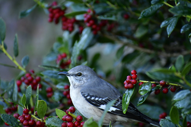 food, one animal, growth, photography, vertebrate, northeast texas community college, jay, close-up, outdoors, selective, 2K, bluebird, perching, finch
