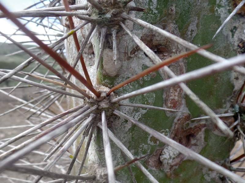 pain, backgrounds, tree, thorn, full frame, no people, security, cactus, northeast, caatinga, nature, green, tranquility, northeast brazil, growth, metal