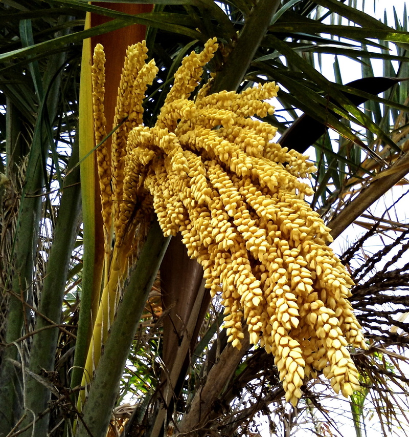 leaf, fruit, yellow, freshness, hanging, palm leaf, beauty in nature, day, brazil, nature, 1080P, northeast, palm tree, no people, healthy eating, growth