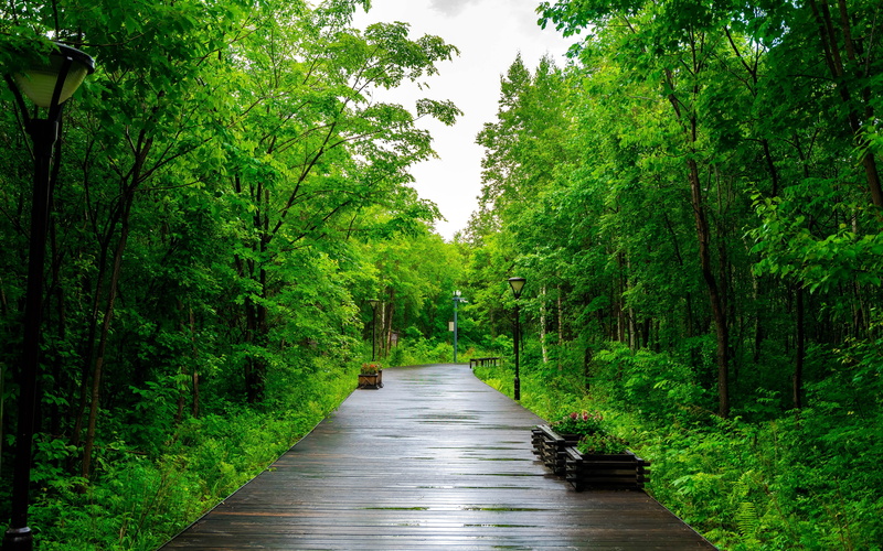 asia, growth, scenics - nature, park, beauty in nature, 4K, plant, footpath, land, tranquil scene, diminishing perspective, no people, outdoors, mountain