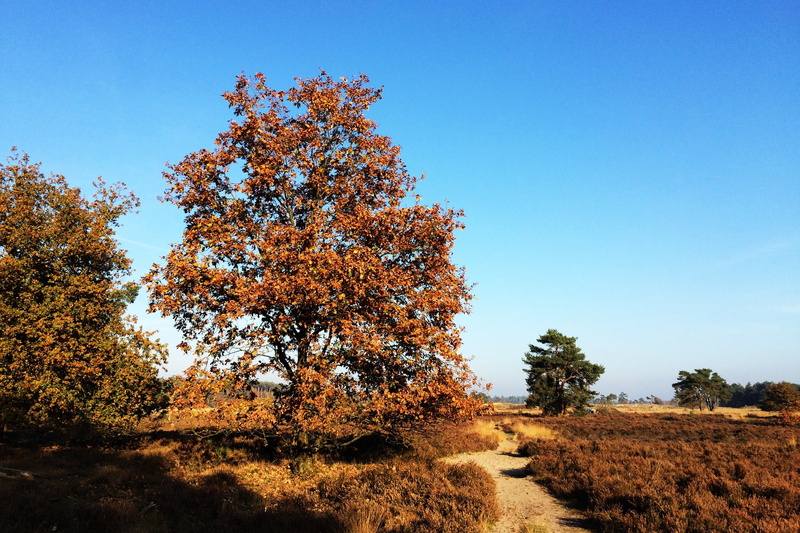 tranquil scene, non-urban scene, landscape, sky, trees, blue, beauty in nature, noord brabant, 1080P, field, loon and drunen dunes, forest, clear sky
