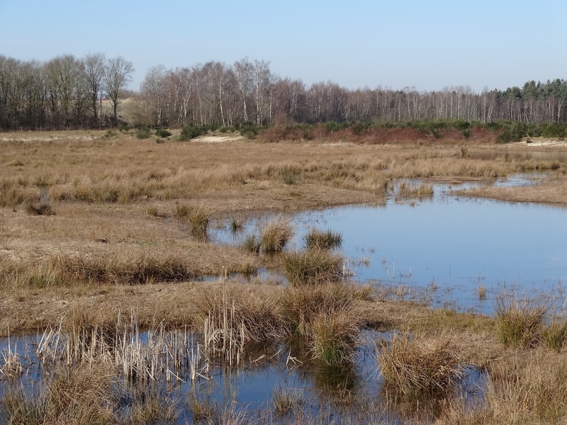 trees, rest, grasses, tranquil scene, environment, spring, bright, beauty in nature, reed, netherlands, sky, blue, skies, nature, plants, non-urban scene