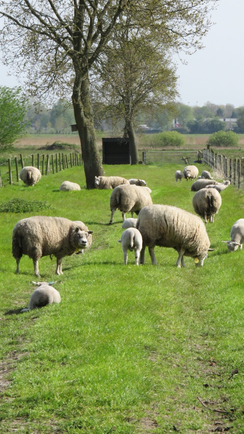 animal themes, plant, herbivorous, countryside, domestic, vertebrate, domestic animals, day, green color, mammal, herd, no people, animals, farm, livestock