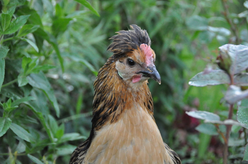 nature, animal wildlife, animals in the wild, looking, hen, focus on foreground, bird, plant, poultry, vertebrate, mammal, cock, looking away, pets, low court