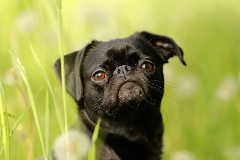 domestic, animal, 1080P, animal head, lap dog, portrait, Dwarf, close-up, whisker, Dog, one animal, plant, Cute, adult, young animal, no people, sits