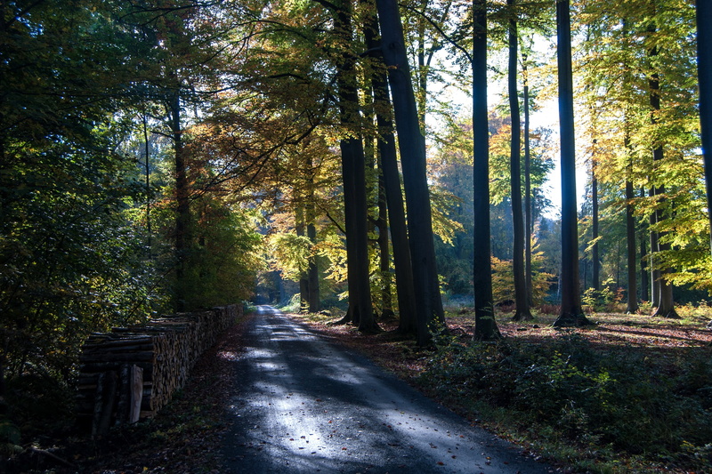 forests, trunk, walloon, belgium, trees, nature, brabant, roads, 2K, tree