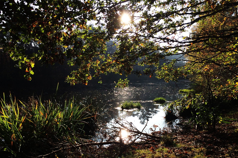 no people, water, nature, flowing, autumn, branches, land, tranquility, loon and drunen dunes, noord brabant, reflection, lake, growth, walk, plant, non-urban scene