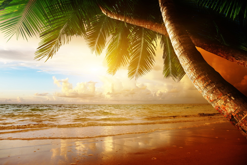 palm Tree, horizon, waters Edge, day, tree, beachfront, relaxation, land, thailand, 5K, landscape, ocean, tranquility, coconut Palm Tree, blue, travel