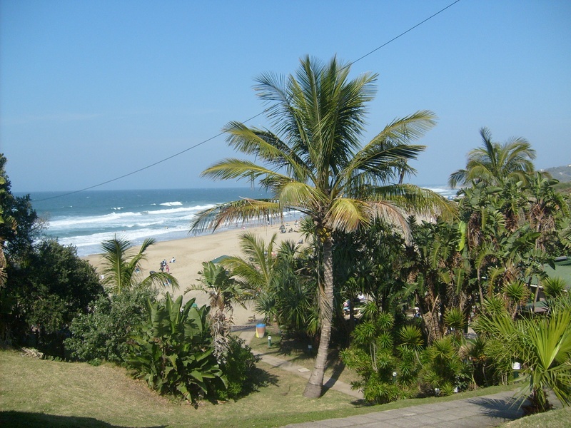 sky, vegetation, plant, tropical climate, tropical tree, kzn, no people, beauty in nature, beach, 2K, sea, growth, coconut palm tree, green color, beachfront