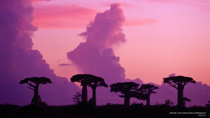 madagascar, baobab, 2K, Nature, trees, monrondava
