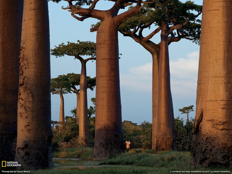 trees, 720P, National Geographic, Madagascar