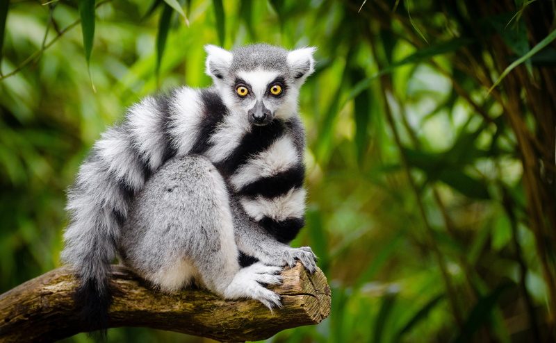 portrait, ring, Animal, Lemur, looking, Outdoor, no people, RingTailedLemur, day, Nature, habitat, vertebrate, primate, mammal, plant, group of animals