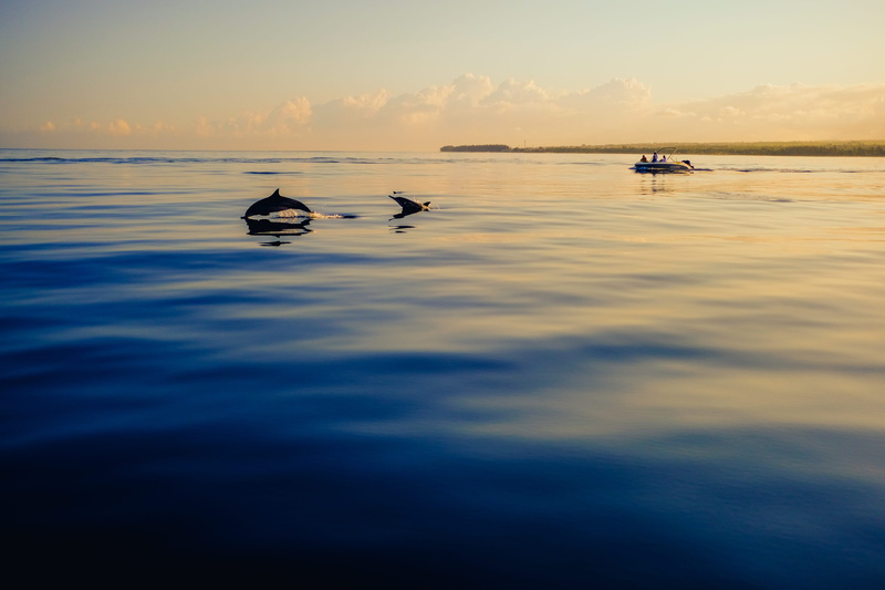 mauritiu, animal themes, two, dolphins, clouds, transportation, vertebrate, cloud - sky, silhouette, travel, nature, beauty in nature, ripple, daytime