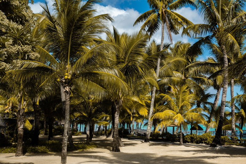 tree trunk, trunk, growth, coconut, plant, nature, day, outdoors, 4K, land, mauritius, beauty in nature, tropical climate, sunlight, coconut palm tree