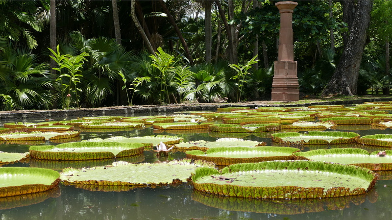 leaf, pamplemousse garden, outdoors, 4K, nature, mauritius, tranquility, green color, no people, water, pond, lotus water lily, beauty in nature, growth