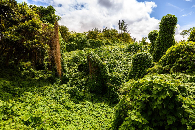 mauritius, tropics, 6599x4404, 539470, shrubs, 5K