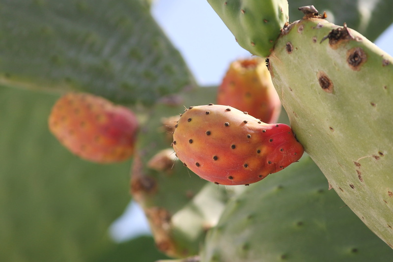 cactus fig, plant, day, thorns, succulent plant, prickly pear cactus, no people, orange, beauty in nature, close up, edible, greece, cactus fruit, thorn