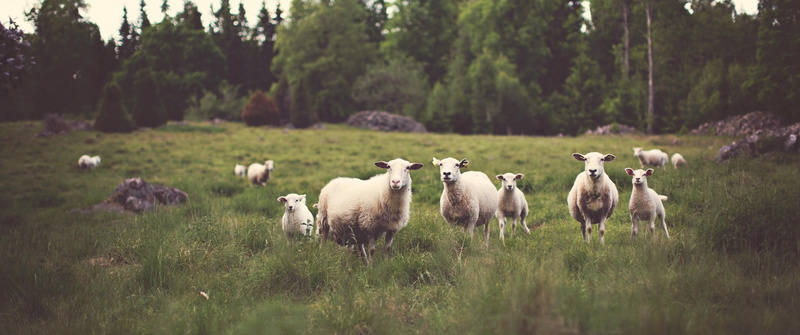 vertebrate, mammal, livestock, animal, animal themes, field, land, outdoors, growth, landscape, plant, green color, tree, herbivorous, pets, group of animals