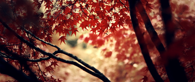 ultra-wide, leaves, beauty in nature, depth of field, autumn, leaf, day, focus on foreground, branch, scenics - nature, change, red, maple tree, plant part