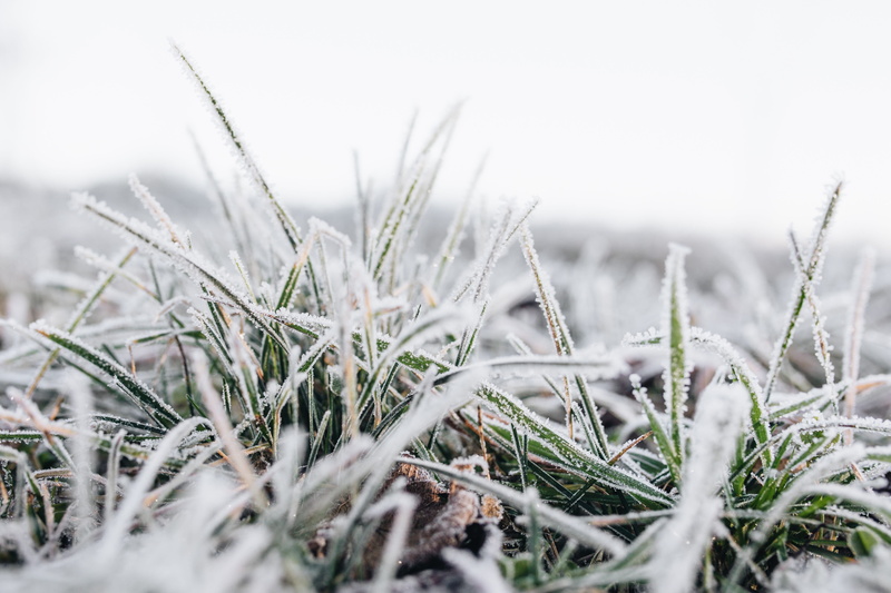 covered, day, snowing, 5K, plant, tranquility, snow, outdoors, nobody, field, nature, land, blade of grass, ze, cold temperature, surface level, frozen