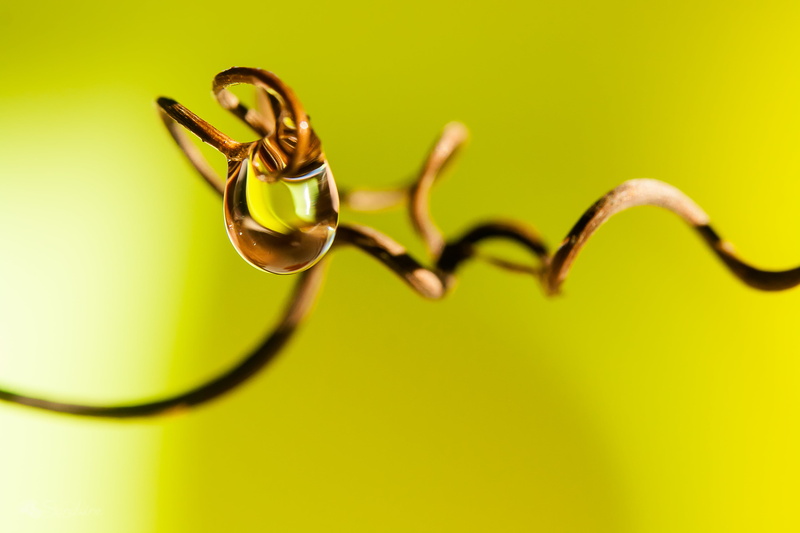selective, lightroom, wire, close up, selective focus, 4K, brown, tears, shiny, canon  eos, water, focus, macro, photography, water droplet, Yellow, droplet