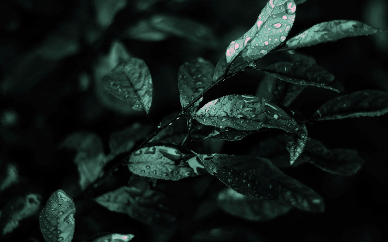 plants, water drops, leaves, 2K, photography, macro