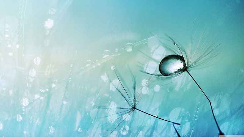 close-up, dew, wet, drop, eye, fragility, window, water, copy space, plant, refraction, closeup, no people, day, glass - material, backgrounds, vulnerability