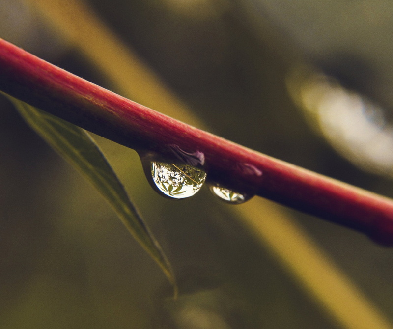 purity, drop, photography, growth, macro, black, refraction, selective focus, wet, outdoors, nature, focus on foreground, raindrop, blade of grass, framed