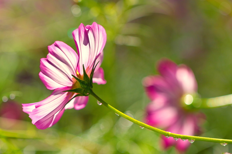 photo, Denver Botanic Gardens, petal, droplets, 5K, flowers, flower, purple, botany, drops, Cosmos, close-up, plant, water, close, refractions, bokeh