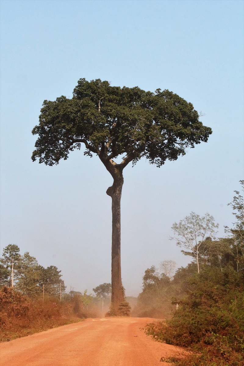5K, clear sky, forest, tree, trunk, beauty in nature, walnut bolivian, bolivia, pando, sky, transportation, land, brazil nut, amazonia, nature, non-urban scene