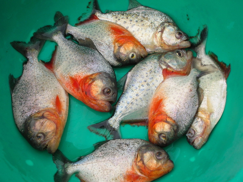 market, fish piranha, food, beni, indoors, healthy eating, marine, group of animals, seafood, food and drink, silver colored, animal, raw food, freshness