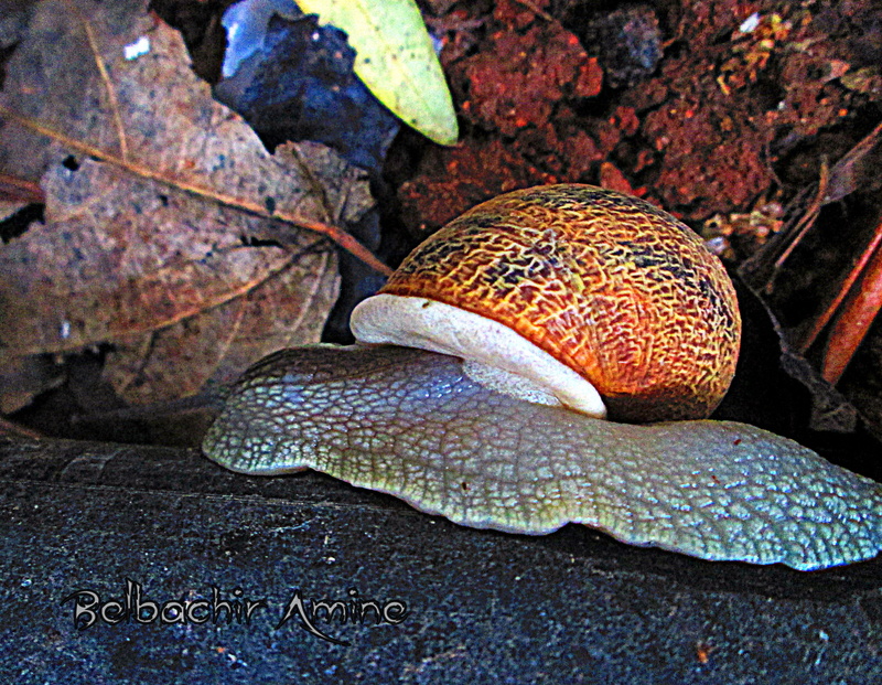 invertebrate, nature, animal, marine, beauty in nature, plan 2, leaf, algeria, sea life, close-up, no people, animals in the wild, day, one animal, sea