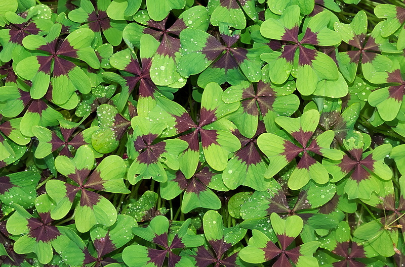 beauty in nature, directly above, high angle view, backgrounds, macro, full frame, 2K, flowering plant, abundance, growth, green color, purple, klee, clover