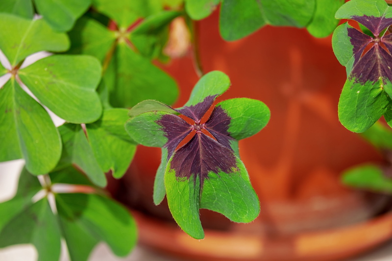 leaf, green, flowering plant, outdoors, directly above, lens, 4K, flower head, nature, petal, green clover, plant part, vulnerability, symbol of good luck