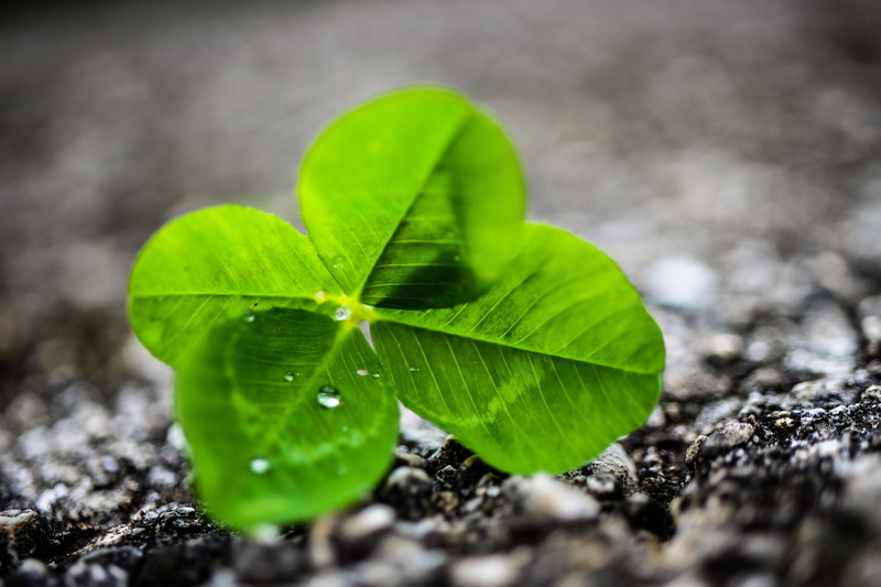 outdoors, beginnings, beauty in nature, day, botany, land, four leaf clover, 5K, plant part, no people, close-up, growth, nature, green color, plant, rain
