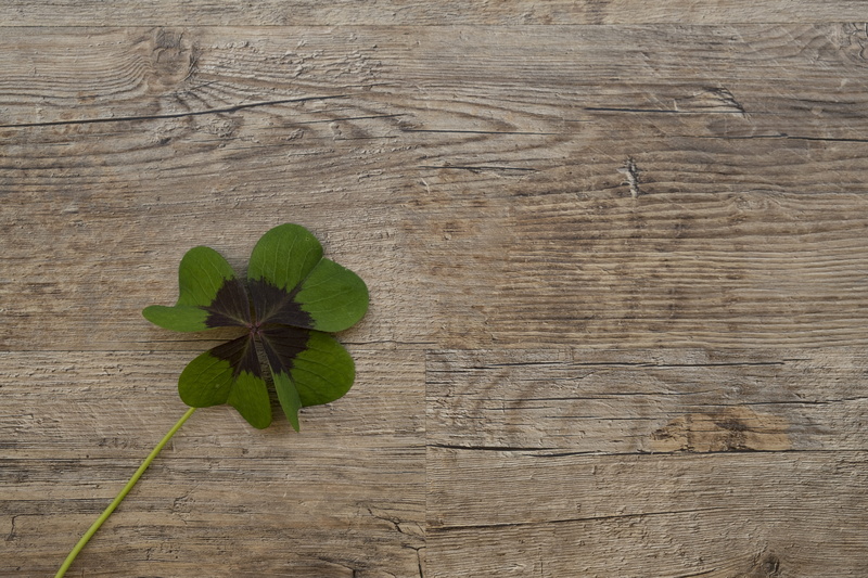 directly above, natural pattern, klee, nature, close-up, lucky clover, wood grain, vulnerability, table, textured, clover flower, vierblättrig, no people